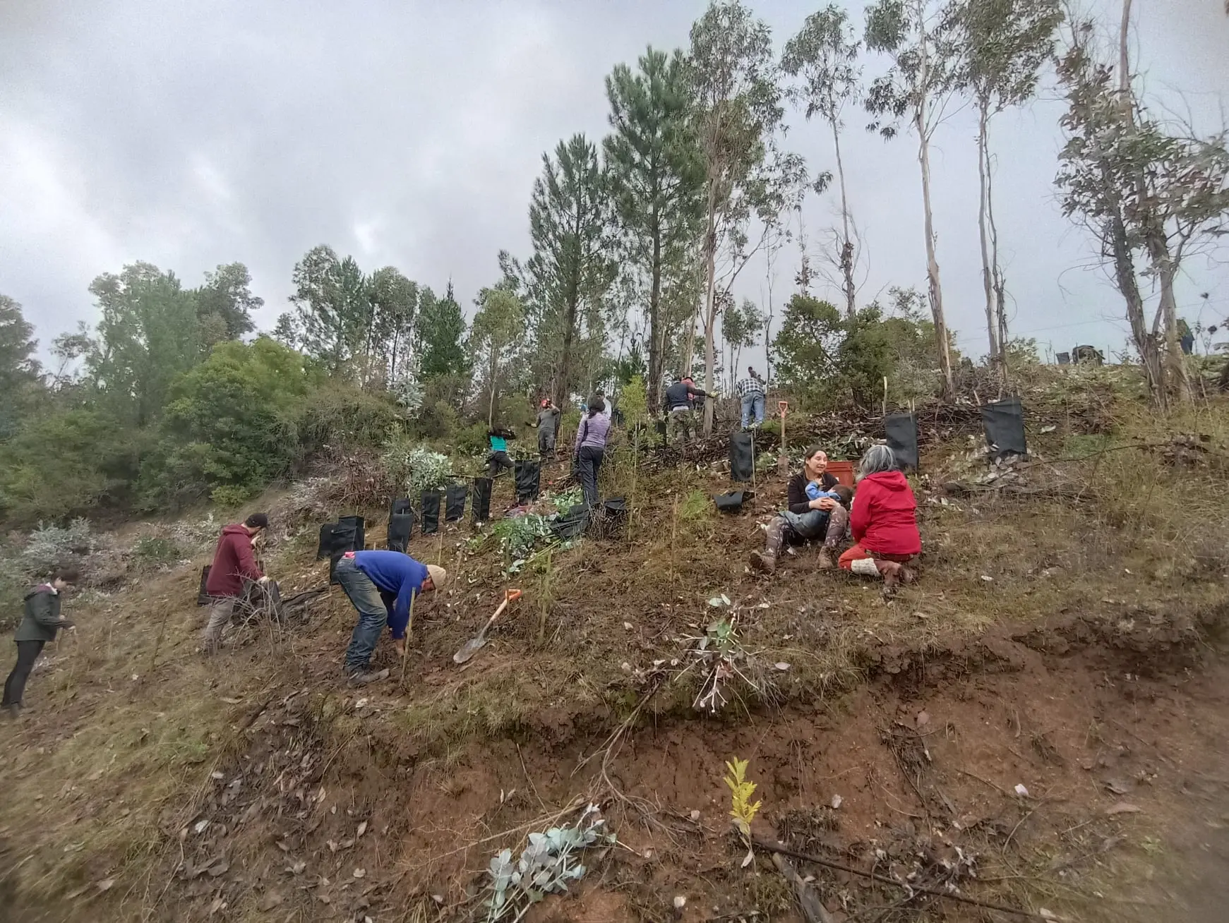 Bosquentrama en acción